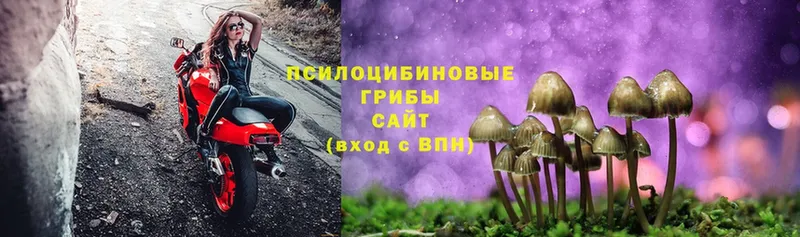 мега вход  Пролетарск  Галлюциногенные грибы Psilocybe 